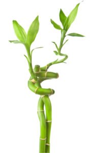 small bamboo tree