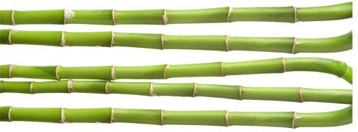 cutting bamboo